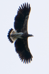 Haliaeetus ichthyaetus