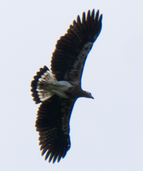 Haliaeetus ichthyaetus