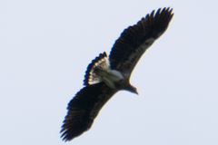 Haliaeetus ichthyaetus