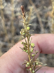 Artemisia californica