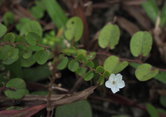 Evolvulus nummularius