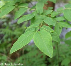 Lonicera nigra