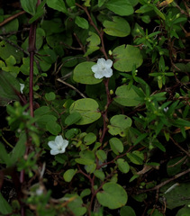 Evolvulus nummularius