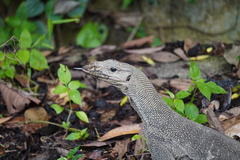 Varanus nebulosus