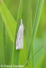 Crambus lathoniellus