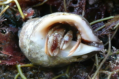 Pagurus bernhardus