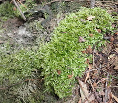 Catagonium nitens nitens