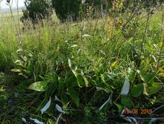 Saussurea controversa