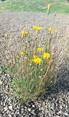 Reichardia picroides