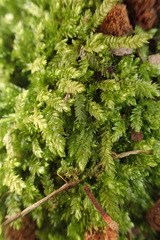 Catagonium nitens nitens