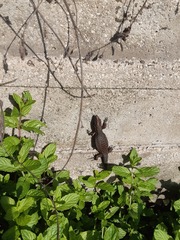 Algyroides nigropunctatus