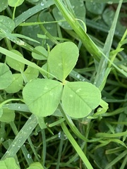 Trifolium repens