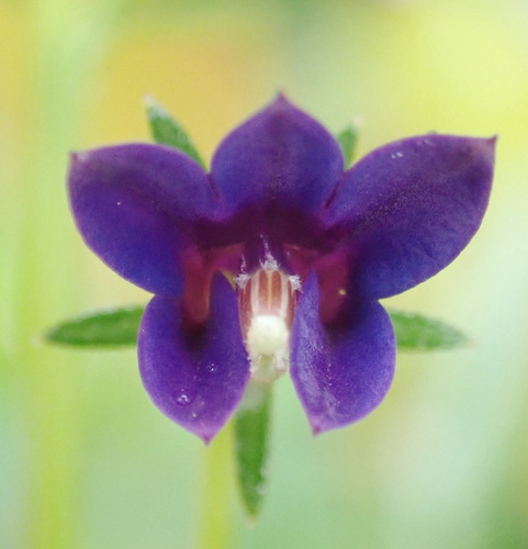 Monopsis simplex, photograph 5