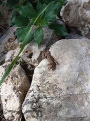 Lacerta trilineata