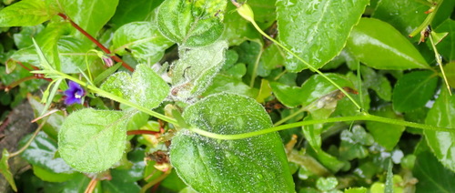 Monopsis simplex, photograph 6
