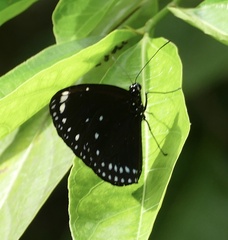 Euploea