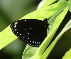Euploea