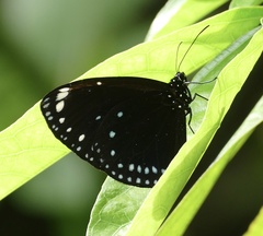 Euploea