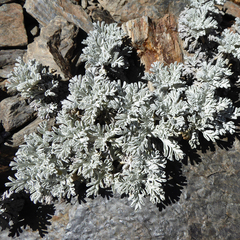 Jacobaea leucophylla