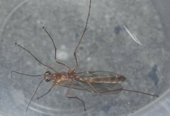 Ophion obscuratus
