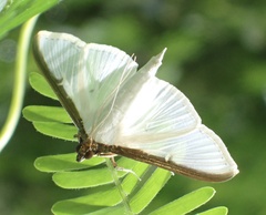 Cydalima