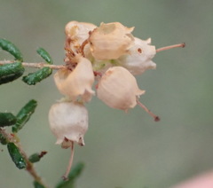 Erica scabriuscula