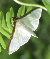 Cydalima