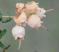 Erica scabriuscula