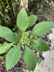 Iochroma gesnerioides