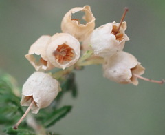 Erica scabriuscula