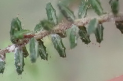 Erica scabriuscula