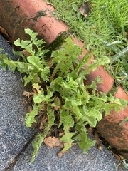 Taraxacum