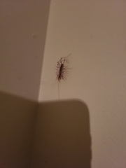Scutigera coleoptrata
