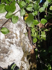 Algyroides nigropunctatus