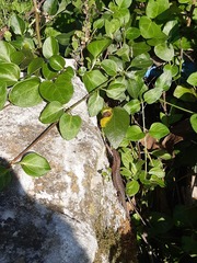 Algyroides nigropunctatus