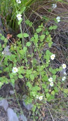 Nemesia acornis