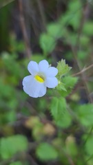 Nemesia acornis