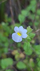 Nemesia acornis