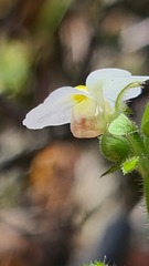 Nemesia acornis