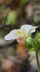 Nemesia acornis