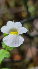 Nemesia acornis