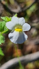 Nemesia acornis