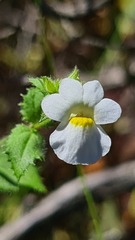 Nemesia acornis