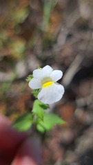 Nemesia acornis