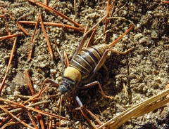 Lluciapomaresius stalii