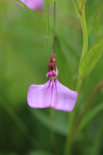 Pigea afra
