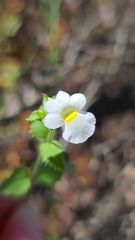 Nemesia acornis