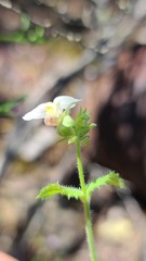Nemesia acornis