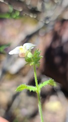 Nemesia acornis