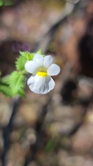 Nemesia acornis